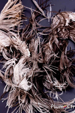 Struzzo barbules - 8-15 cm - bianco